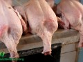 Poultry Exposure and Neurological Disease