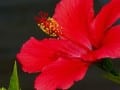 red hibiscus flower