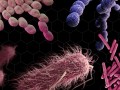 MRSA Superbugs in Meat