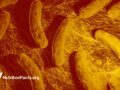 illustration of bacteria