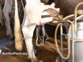 closeup of cow at milking station