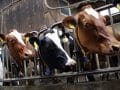 Is Bovine Leukemia Virus in Milk Infectious?