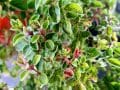 Benefits of Marjoram for Polycystic Ovary Syndrome (PCOS)