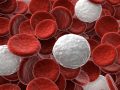 What Is the Ideal White Blood Cell Count?