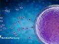 illustration of sperm and egg