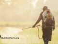 farmer with machine spraying chemical or fertilizer on green rice field