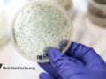 Test dish in hand of scientist